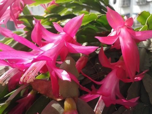 小花|养蟹爪兰这4个千万不能放，很容易黄叶掉蕾，赶紧搬到这2个地方