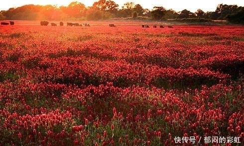  挡不住|11月开始财运大红大紫，福气冲天，好运挡不住的4生肖