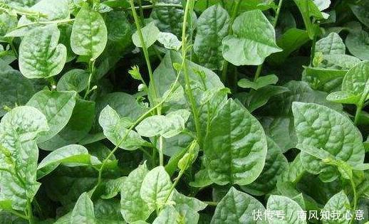 毒蛇|农村随处可见的野菜,可治疗扁桃体炎、腮腺炎、乳腺炎、毒蛇咬伤