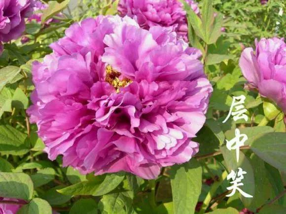 喜欢牡丹花，却一不小心买到芍药！附牡丹花品种图鉴大全