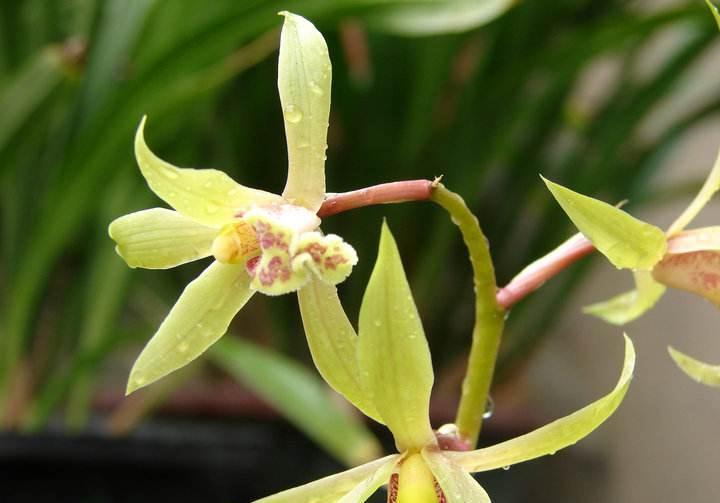 惠兰开花美,冬季养护很重要,该如何养护