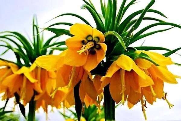 此花卉人称“皇冠贝母”,有400年栽培历史,好看好养老人喜欢