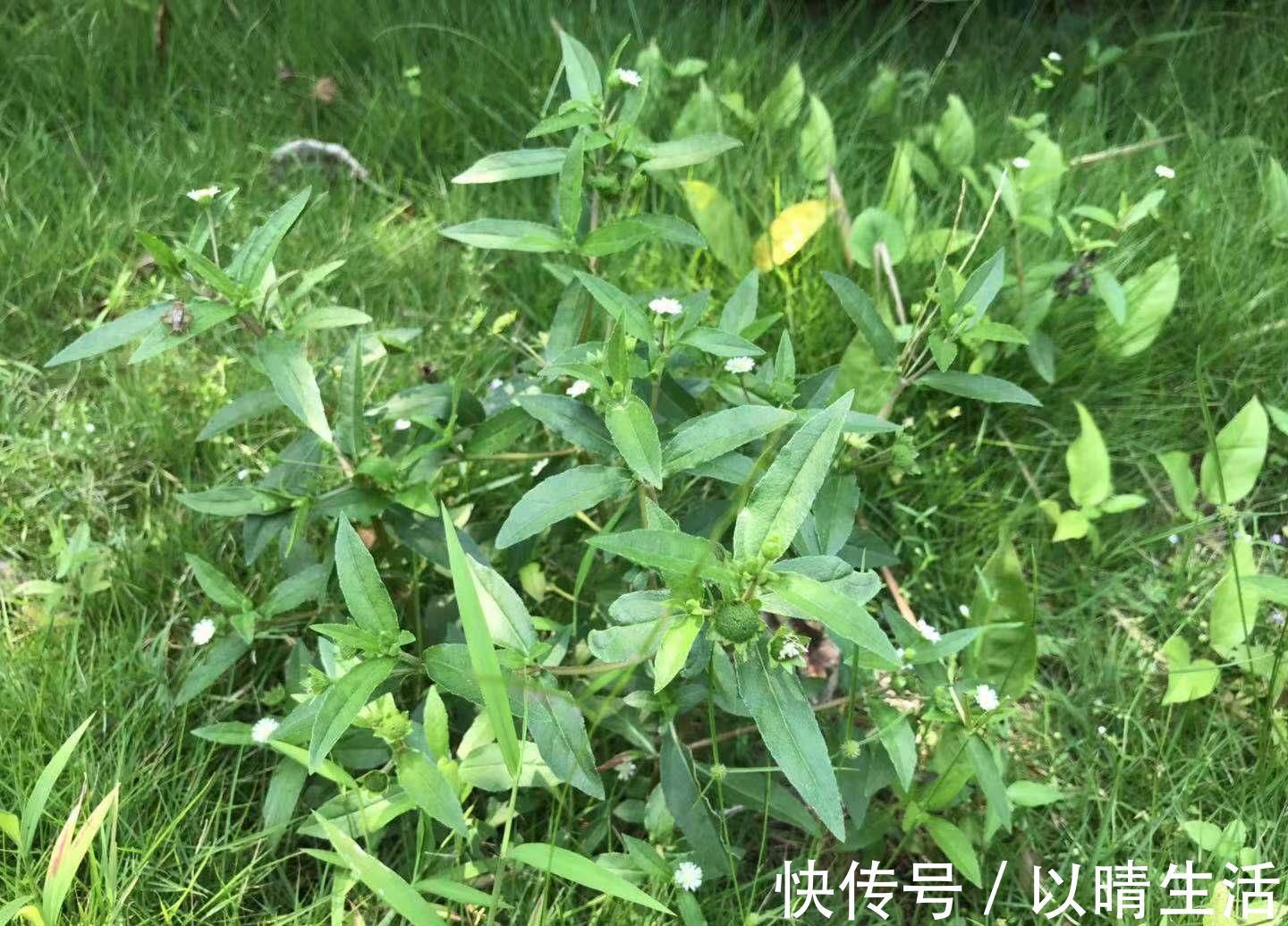 肝肾|这种“一肚子学问”的草药,长于滋补肝肾,还能凉血止血