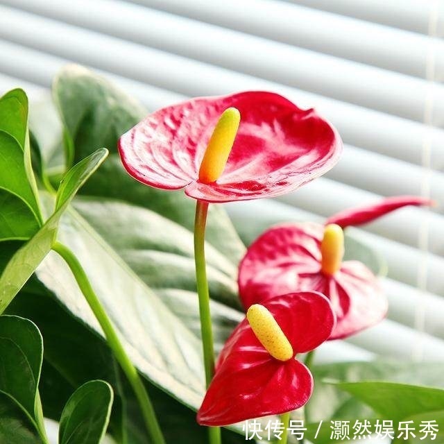 4种花摆放在家中，不仅能净化空气，最重要的是能旺财