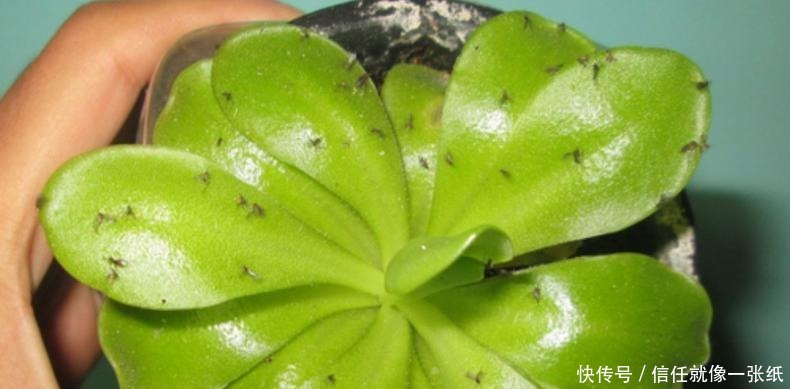 用最简单的方法,杀最难缠的多肉虫害,轻松杀灭蚧壳虫和小黑飞!