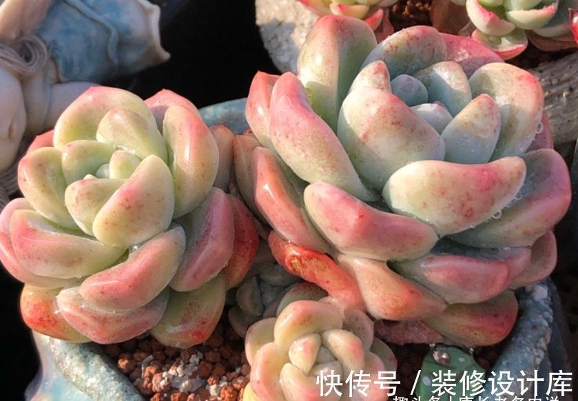 轰动、泡芙和阿玛贝利，买3次的肉友不少吧？其实它是同一种多肉