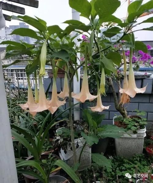 室内养花“黑名单列表”,早该搬出去,还你干净卫生的空气