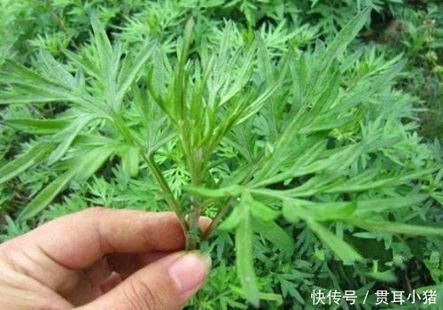 拿艾叶煮水洗头，竟有“神奇”的功效，可惜很多人还不了解