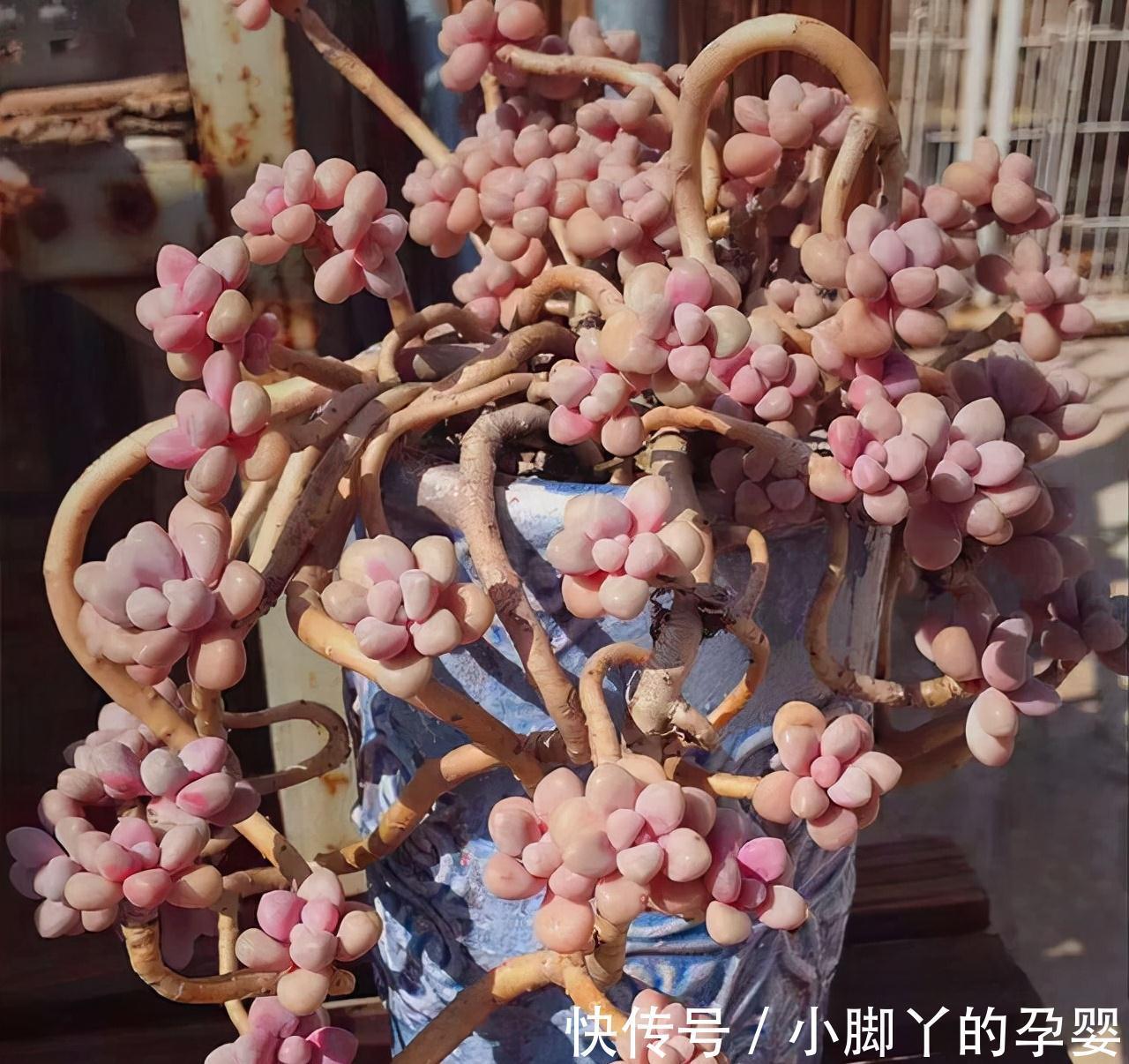 分享容易养成“老桩”的4种普货,初冬的肉肉又美又有韵味,爱了