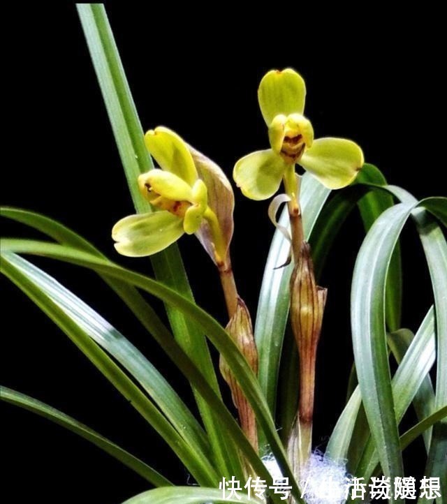 花莛|养兰新手必知,要便兰花多发苗、发壮苗,“这个动作”不可不做!