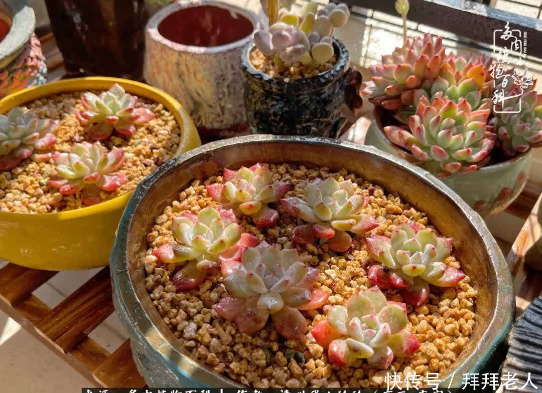 多肉与我，不负时光韶华！