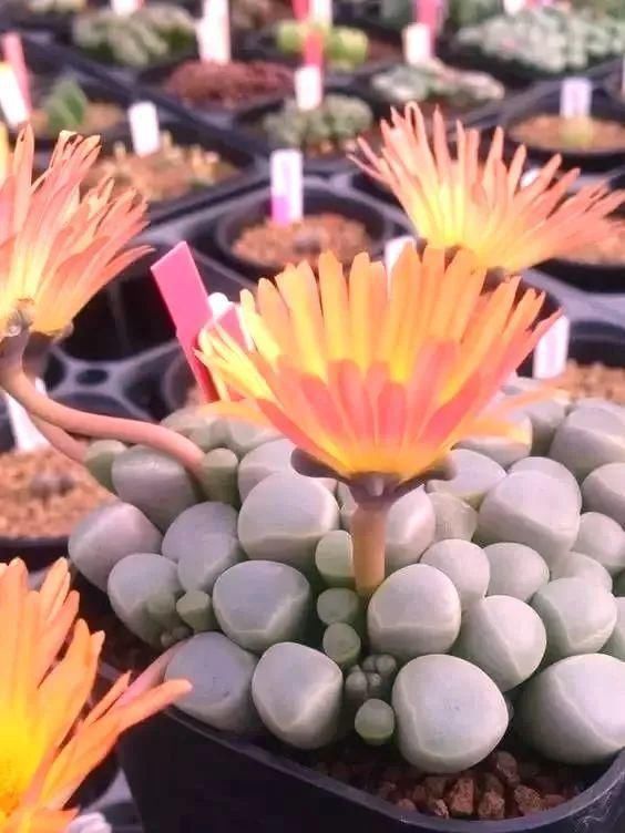  娇艳|石生花，绝美娇艳！