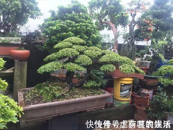 养花|老花匠:扔4种“东西”,就是扔钱,比花肥还好用,不花钱!