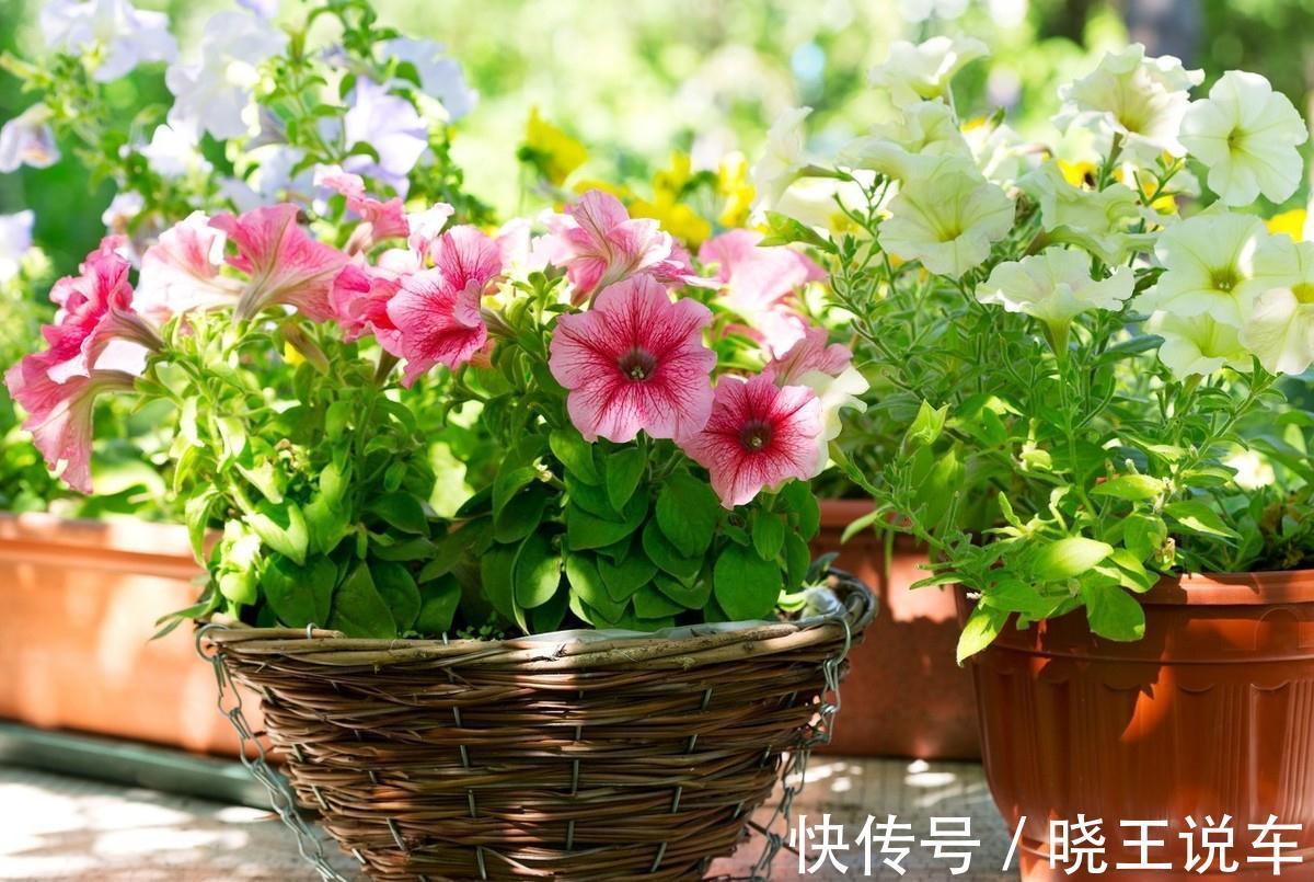 养花7年总结的小经验,希望对你有帮助