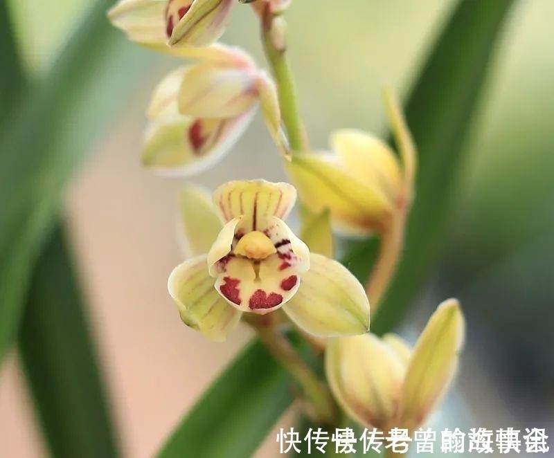 天价|曾经天价的8种兰花,如今跌落神坛,普通人也买得起