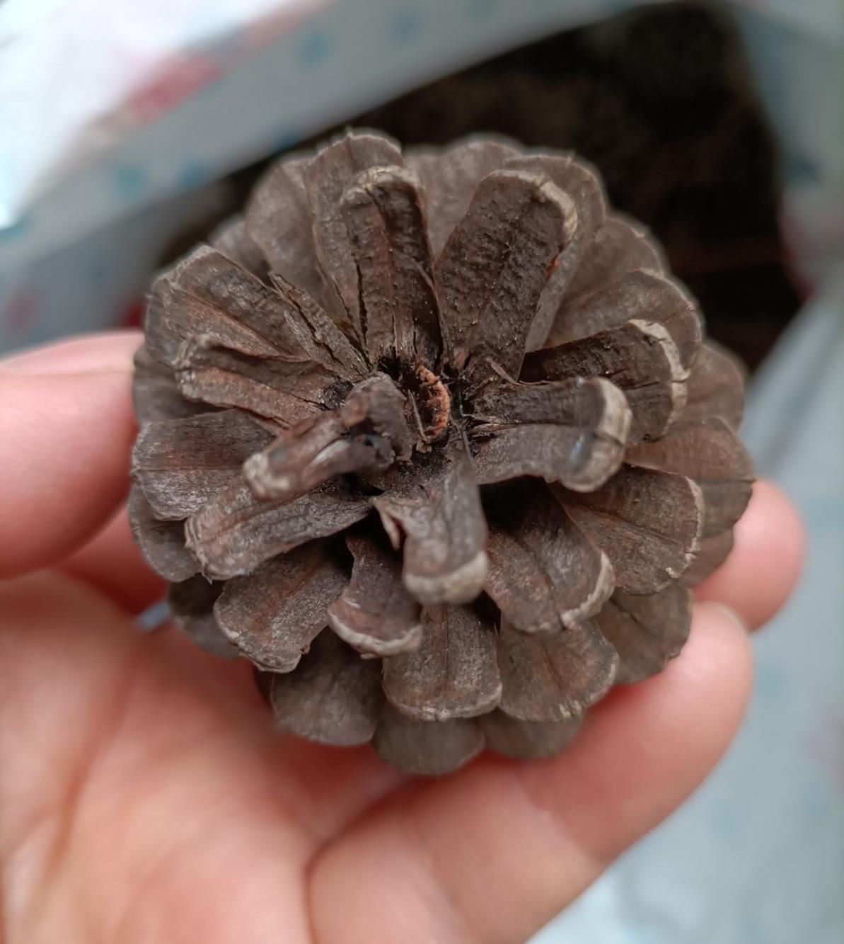 小东西|秋天土里加点料,透气透水效果好,花儿不烂根长得特精神