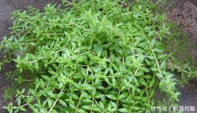 鼠牙|它是如此的珍贵,若长在你家路旁,赶紧移栽家中,小心被别人挖走