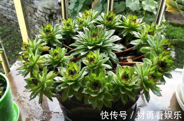 病虫害|进入夏季,“多肉党”做好这3步,防止多肉“穿裙子”,一学就会