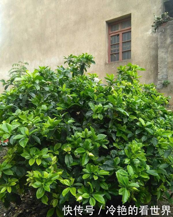 盆栽|4种“抗冻花”,娇艳不娇贵,寒冬腊月冻不死,冰天雪地开红花