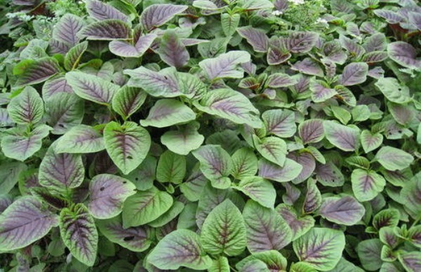 田間這四種野菜個(gè)個(gè)是寶，不僅能清熱解暑，而且還活血化瘀