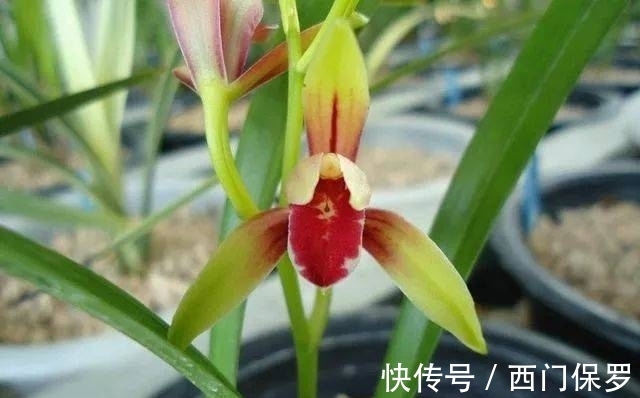 魂兰花|曾千金一苗的建兰红素，花姿优雅，兰香四溢，花开后仙气十足