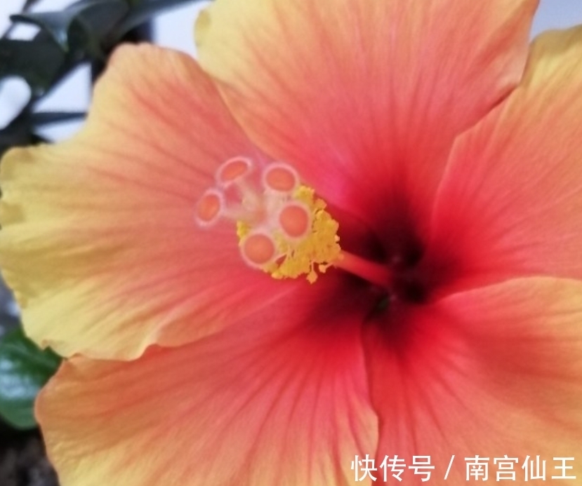 家庭养护花草必备三种肥,氮肥磷肥硫酸亚铁
