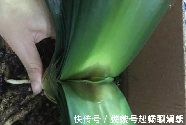 花卉|3个养花“小技巧”,越早知道越好!养花百分百成活,1分钟学会