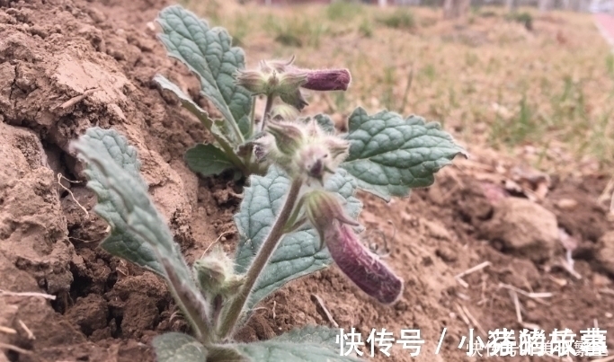 天目地黄|它是“四大仙药”之一，若长在你家屋顶，是你福气，别以为是杂草