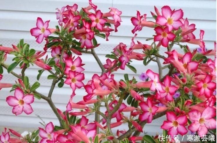 4种富贵花,添福添贵添好运,满屋飘香,养庭院,十里飘香