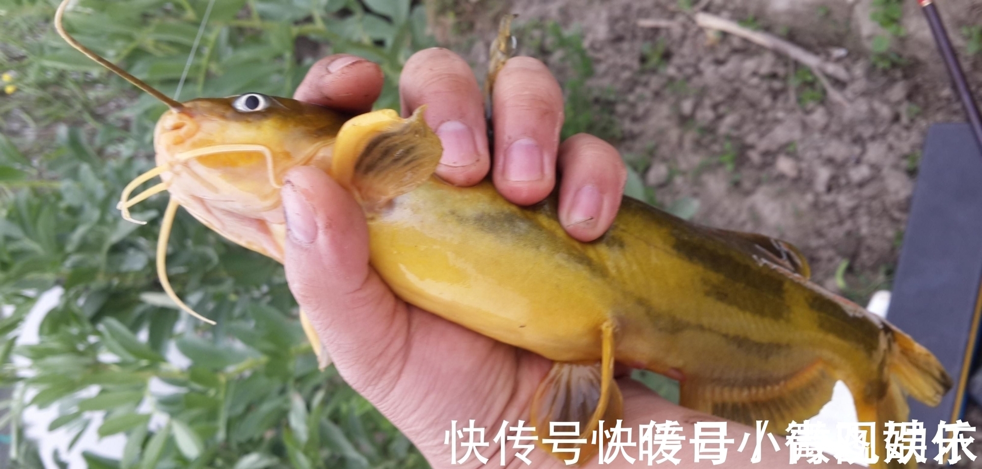 钓友|它比蚯蚓还好用,如果你想钓鱼比别人钓的多,请花1分钟耐心看完