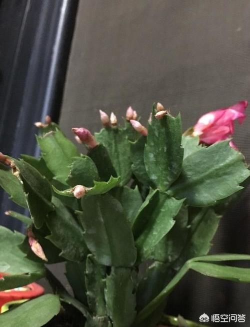 蟹爪兰打蔫怎么养？