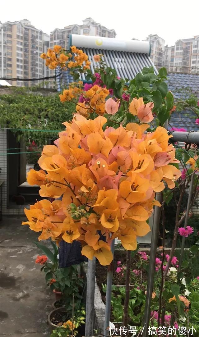 4种花专挑秋天爆盆,养一盆连续爆花3个月,花多花美