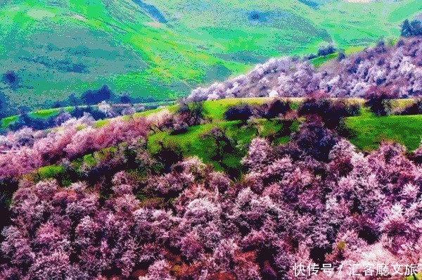 老年|在新疆伊犁杏花香雪里，等待杏花微雨中遇见你，从此一眼千年