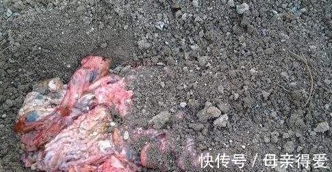 月季不会养,盆里加上2种料,枝叶疯长不停,开花特别艳