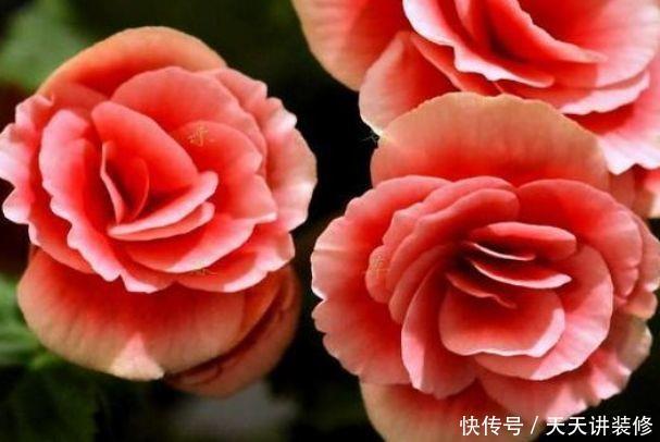 几款花卉,花朵小巧玲珑,幽香暗淡,花型圆滚惹人爱