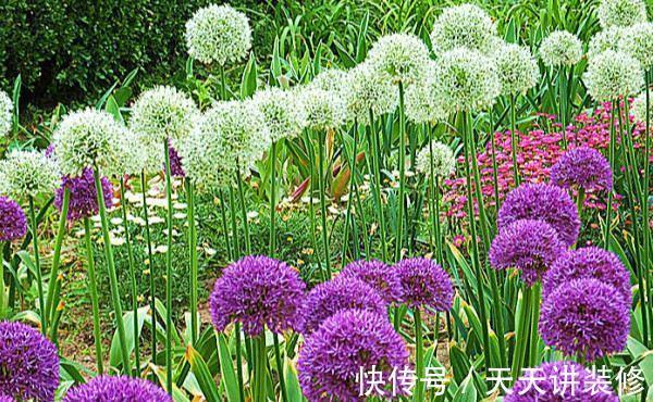 亚白|养花试试这几款，花朵非常漂亮，邻居路过都会夸一次