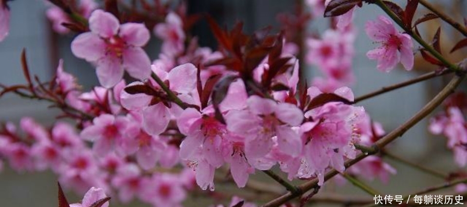 低估|杨万里这首诗美得令人惊艳,但很显然被低估了,也是难得的佳作