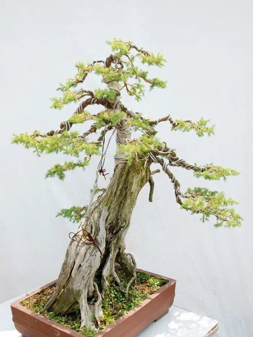 树桩盆景枝条，简单有效的几种造型方法