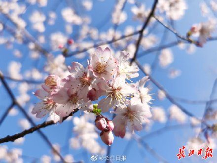 植物|清凉寨景区早樱迎来盛花期