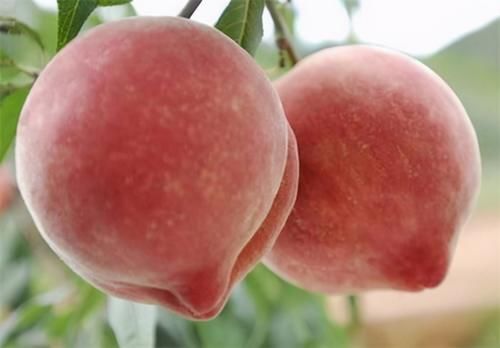 延緩衰老|會(huì)吃的人最健康，推薦吃3種食物，健腦益智，改善睡眠，延緩衰老