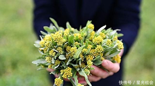 农村|农村一种野草,人称“草中燕窝”,营养高、味道好,常做饼吃