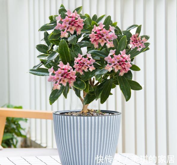 老花匠养了3盆漂亮花，每盆不到十块钱，轻松开出满枝花