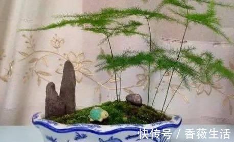 路边挖来的青苔,只需2个步骤,7天长成微景观,比买来的还漂亮