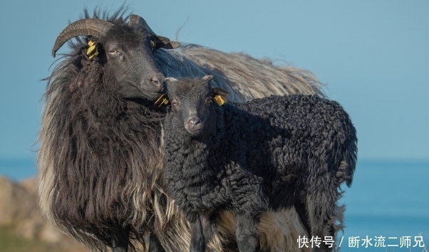 生肖羊的,名字里有什么字?一生十有八九