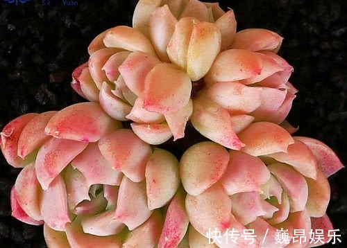 阳台上|多肉水晶月影怎么养教你3个小妙招,养出饱满剔透的水晶月影