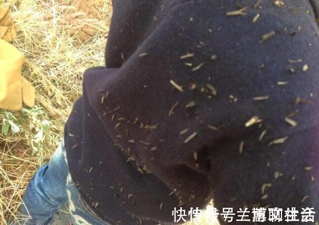 农民|小时候被它粘到哭，现在村里却有农民靠采集野生鬼针草养家糊口