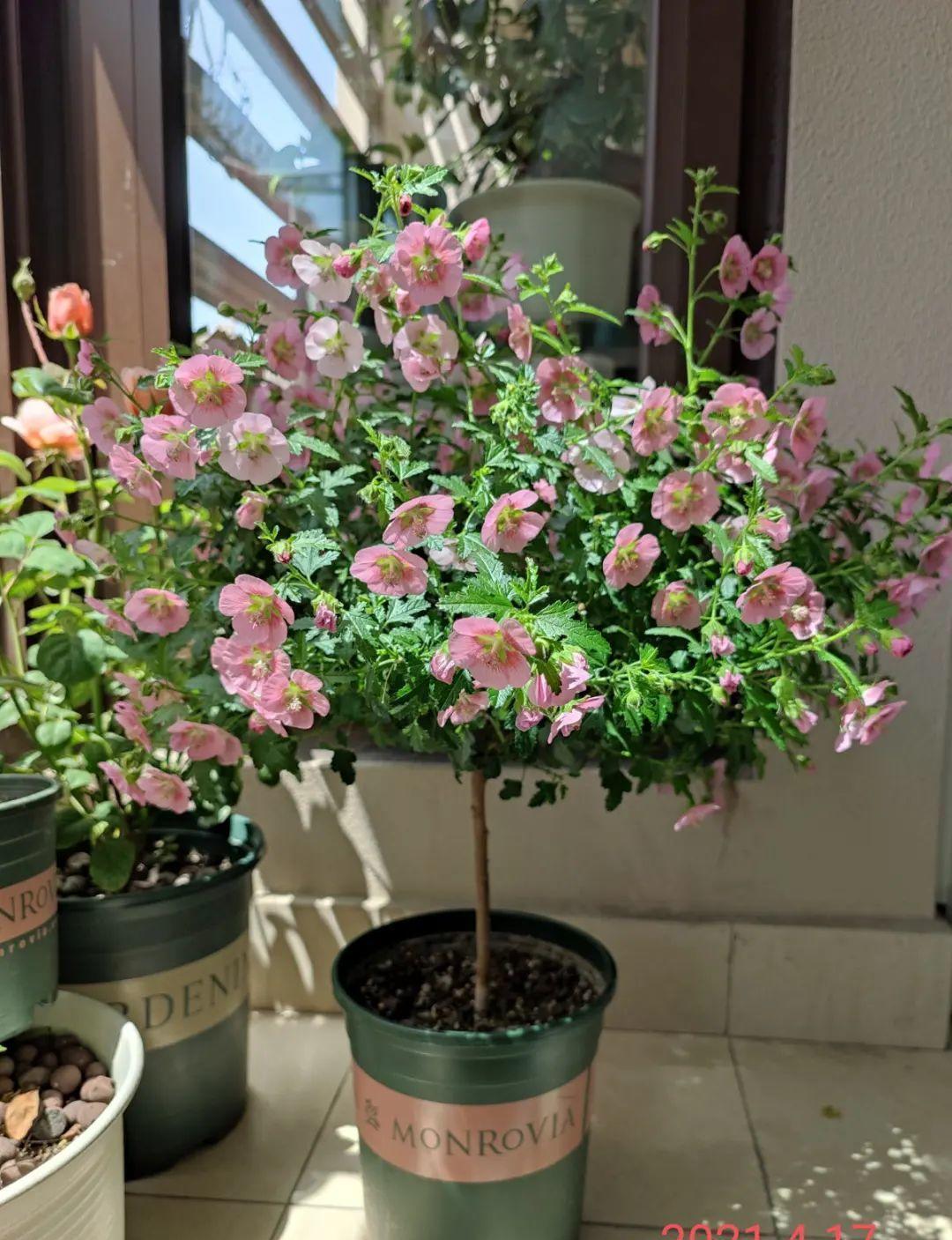 风雨兰|从养花大神家,偷来3个爆花技巧,快学,24小时后删