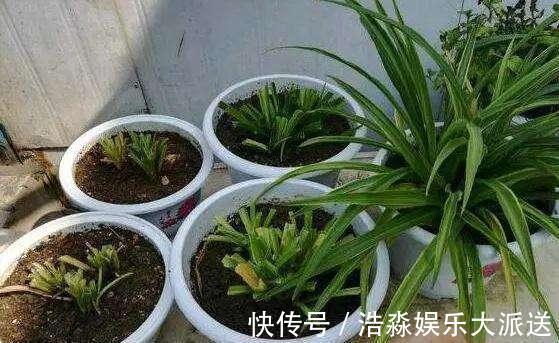 空气湿度|吊兰“干尖黄叶”，注意3个方面“不达标”，别忽视！