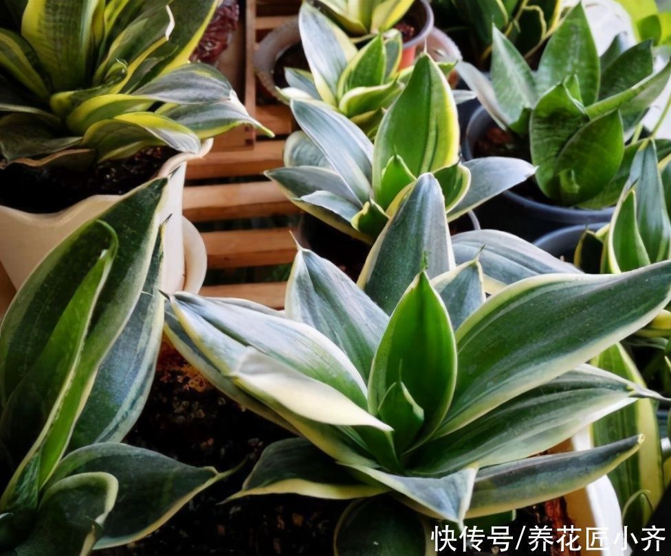 新手|养花高手都具备的“好习惯”,新手如果坚持下来,花会越养越好