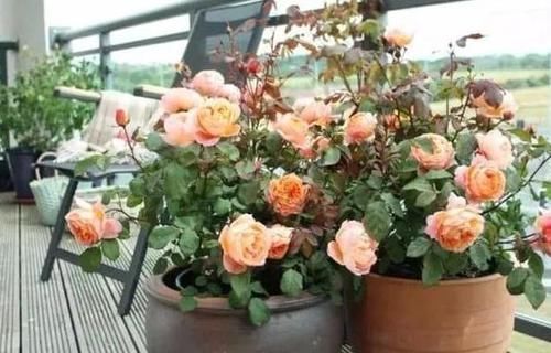 撒点|盆栽换上新土没几个月就板结怎么办别着急,撒点它十年不结块